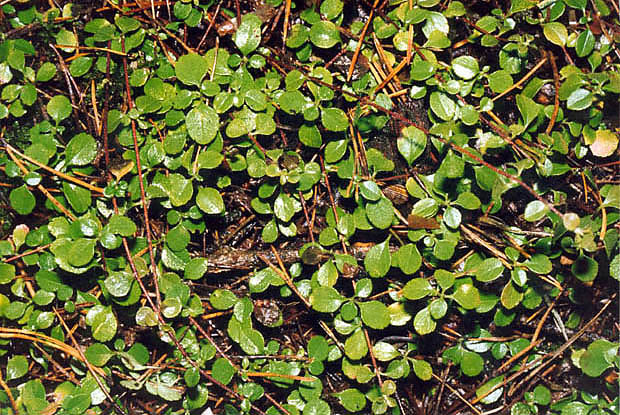 ''Zimozi pnocny koo Sosnowicy''