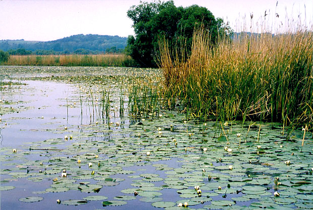 Rezerwat "Kana Kwiatowy"