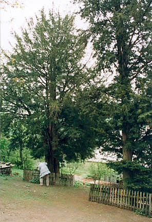 "Cisy Raciborskiego" w Harbutowicach