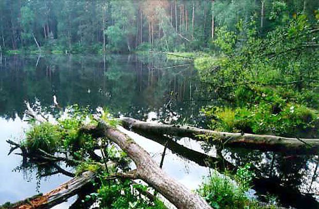 Jezioro Wdoek (strefa ochrony cisej)