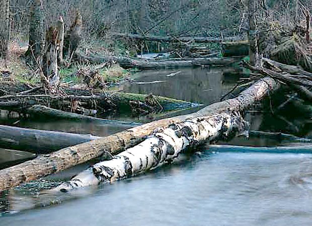 Rzeka Maniwka (strefa ochrony cisej)