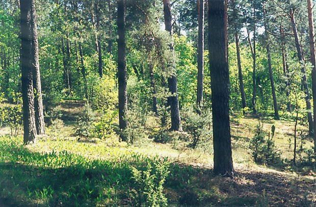 Br mieszany na wydmie