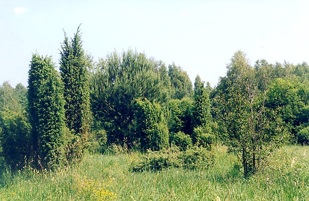 Jaowce na zarastajcej ce