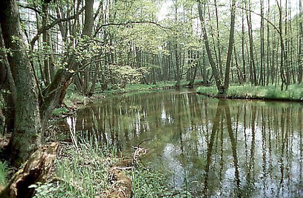 Pociczna w okolicy Karolinki