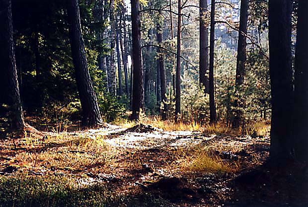 OChK "Puszcza nad Draw"