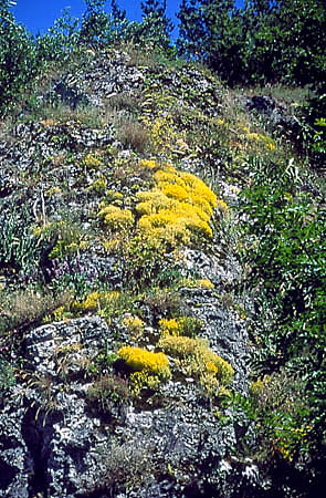 Zbiorowiska naskalne