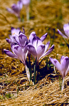 Szafran spiski zw. krokusem