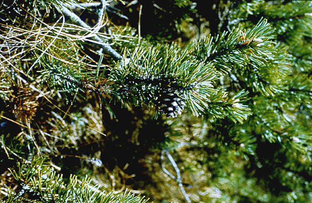 Gazka koswki Pinus mugo