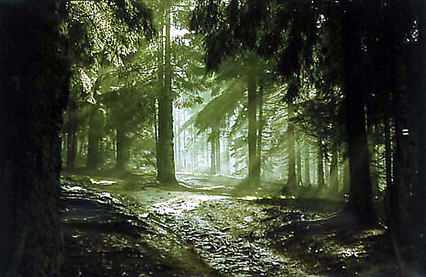 Poranek w lesie po deszczu