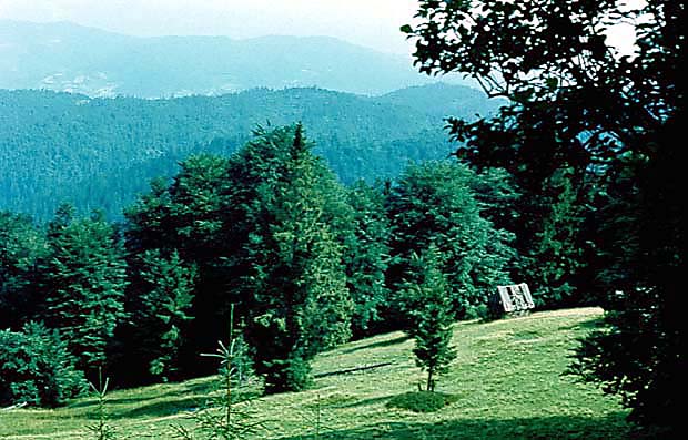 GPN - polana wypasowa z szaasem 