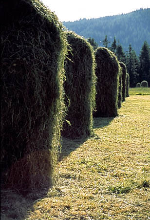 Polana Zgorzelisko u stp Tatr
