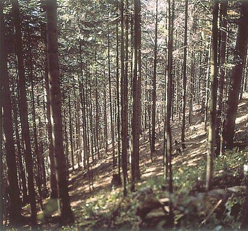 Br na pn. stokach Sokolicy