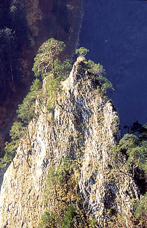 Reliktowe soniny na Gowie Cukru