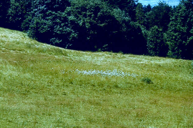 Łąka z młaką węglanową