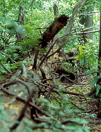 Las pod Czertezikiem