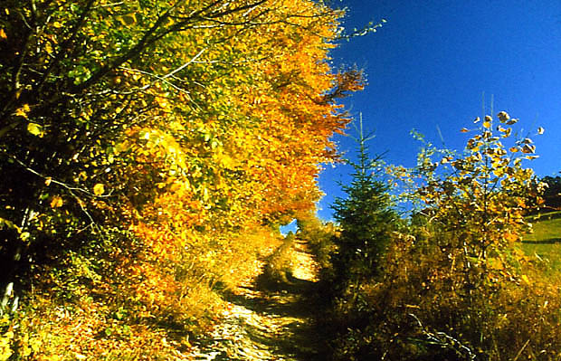 Jesie pod prze. Szopka