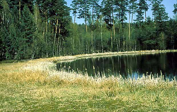 Po torfowcowe na jeziorze dystroficznym Kacze Oko