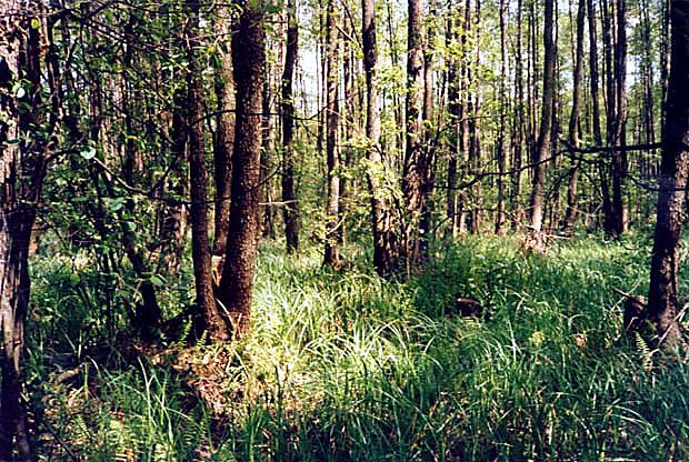 Bagienny las olszowy