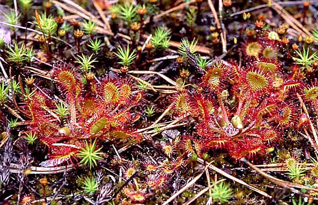 Rosiczka okrgolistna