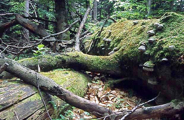 Las naturalny, bez ingerencji czowieka