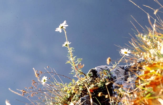 Pieniski PN - chryzantema Zawadzkiego na Sokolicy.