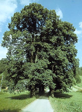 Aleja na Zawodziu w Krocienku - pomnik przyrody