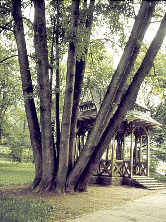 Lipa wielopienna w Szczawnicy