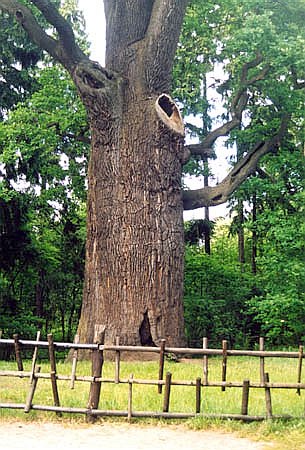 Db "Chrobry" w Piotrowicach