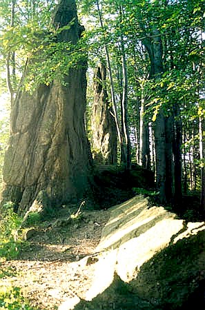 Skaki Pasterskie "Pi Sistr" 