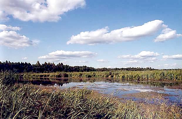 Biebrza w basenie pnocnym