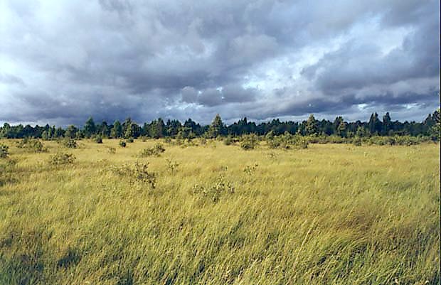 Torfowisko w basenie pnocnym