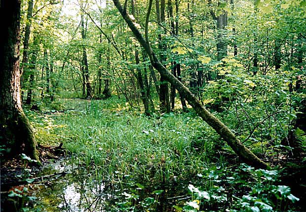 Rezerwat "Siedliszcze"