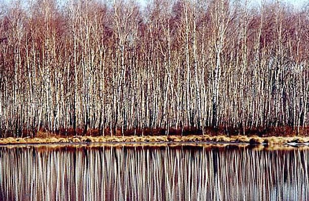 Brzeziny na przedwioniu