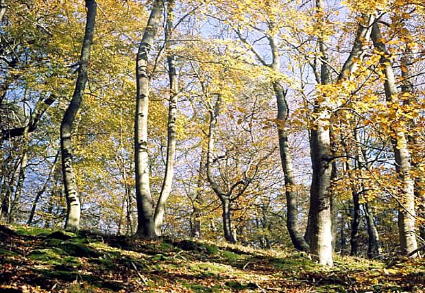 Buczyna pomorska w WPN