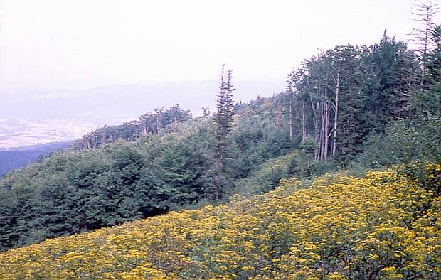 Okolica osuwiska "Wietrzne Dziury" w Popradzkim PK