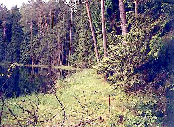 Torfowisko przejciowe i wierczyna nad brzegiem Sucharu Wsch.