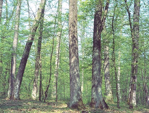 Rezerwat "Grd Radziwiowski"