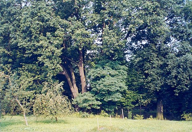 Pomnikowy db w parku w Piaskach Wlk.