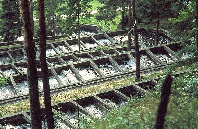 Przepawka dla ryb przy zaporze