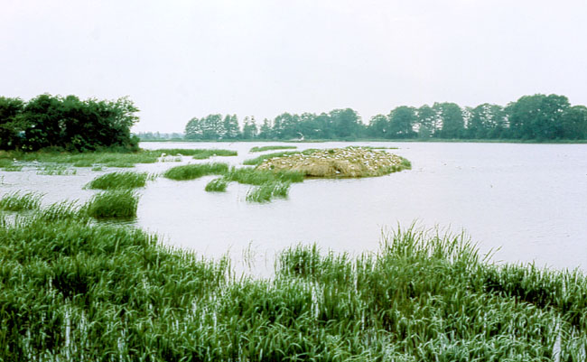 Rezerwat ''Stawy Milickie''