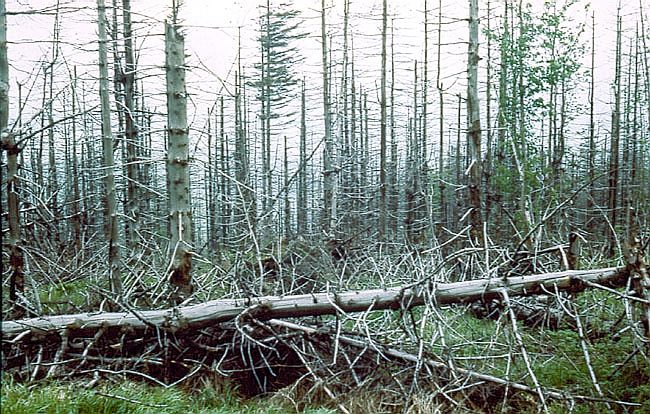 Zniszczony przez przemysowe emisje las w G. Izerskich