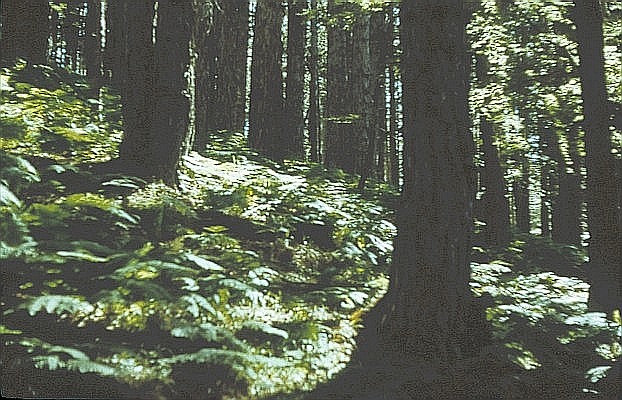 Pak Narodowy Kalabrii - Sila Grande