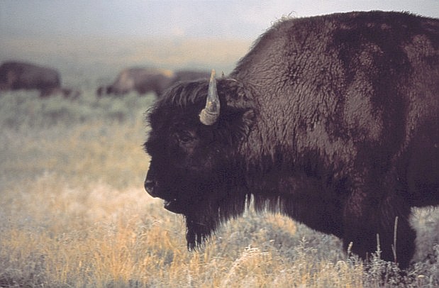 Bizon amerykaski