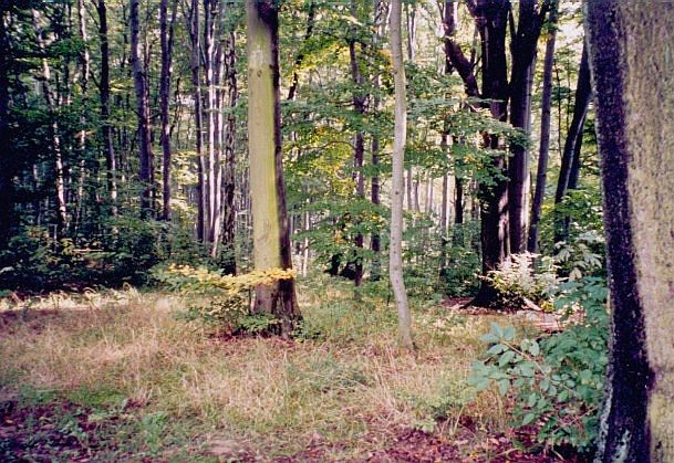 Las Wolski - wntrze lasu