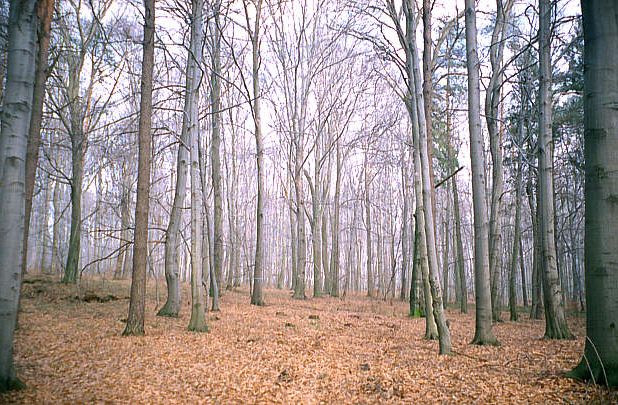 Las bukowy w ssiedztwie stanowisk dokumentacyjnych