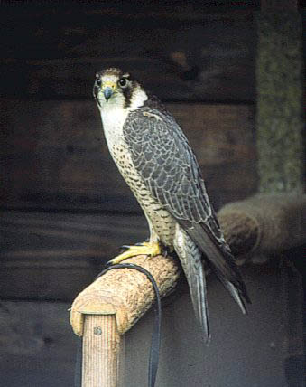 Sok wdrowny wychowany w ORZ AR w Krakowie