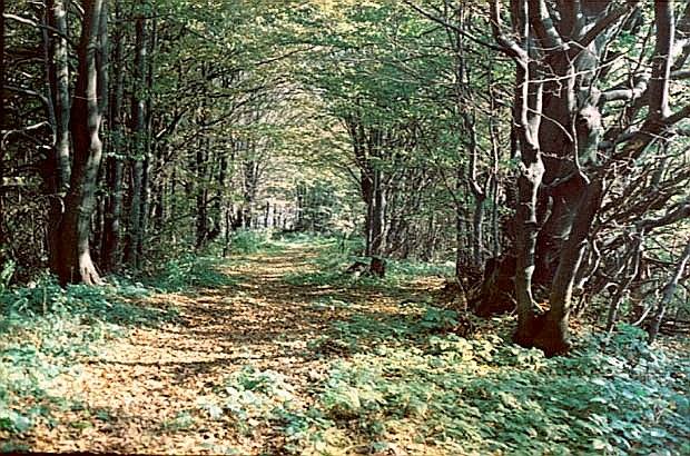 Grzbietowe buczyny w Pamie Jaworzyny