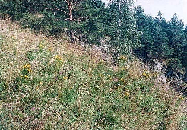 Murawa kserotermiczna na serpentynicie