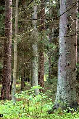 Br wierkowo-sosonowy