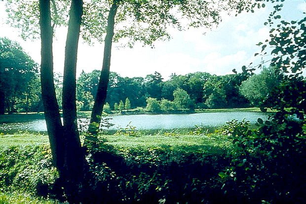 Staw w Arboretum